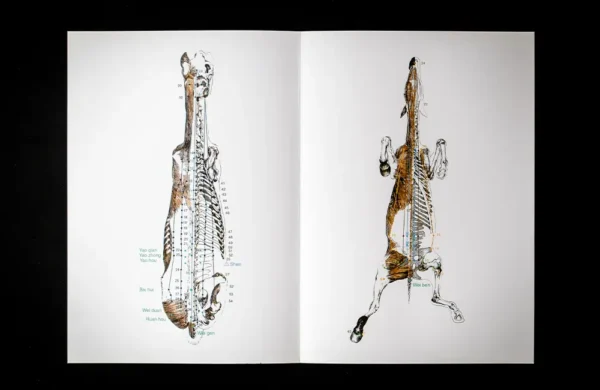 Buch „Acupuncture Points and Meridians in the Horse“ - englisch – Bild 5