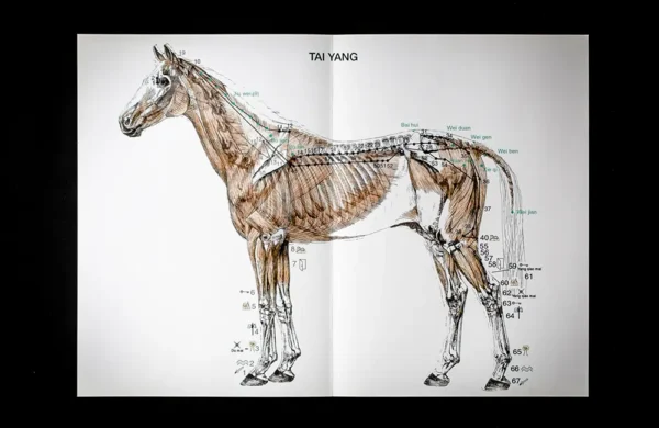 Buch „Acupuncture Points and Meridians in the Horse“ - englisch – Bild 2