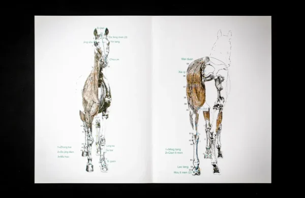 Buch „Acupuncture Points and Meridians in the Horse“ - englisch – Bild 3