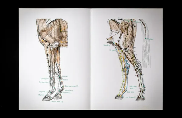 Buch „Acupuncture Points and Meridians in the Horse“ - englisch – Bild 4